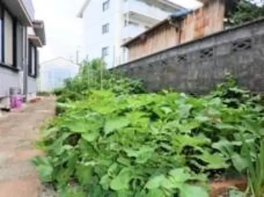 まーがれっと鎌田